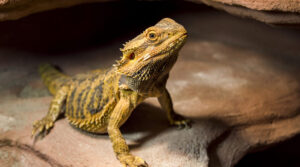 What Can Bearded Dragons Eat