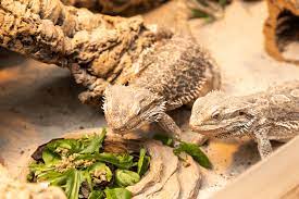 Bearded Dragon Diet