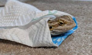 How do you give a bearded dragon a bath