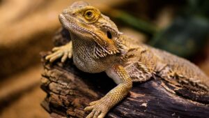 bearded dragon colors