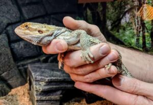 How to Cut Bearded Dragon Nails