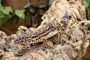 How Long Can Leopard Geckos Go Without Food