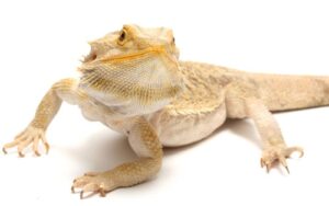 Bearded Dragon Puffing Up