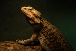 Can Bearded Dragons See in the Dark