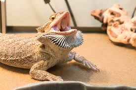 Bearded Dragon Puffing Up