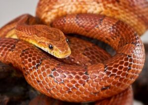 Are Corn Snakes Nocturnal