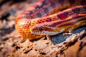 Are Corn Snakes Nocturnal