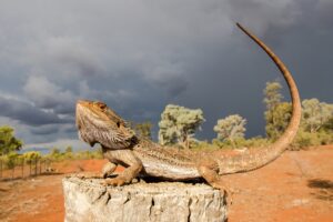 Names for Bearded Dragons