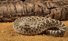 Hognose Snake Habitat