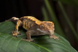 Dehydrated Crested Gecko