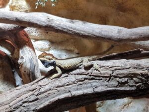 Bearded Dragon Enclosure