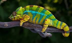 How Much Does a Chameleon Cost