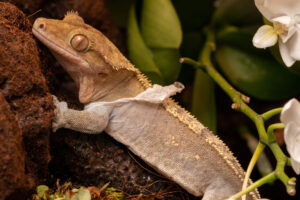 Crested Gecko Shedding