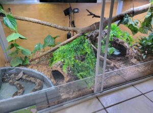 Boa Constrictor Enclosure