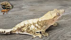 Crested Gecko Shedding