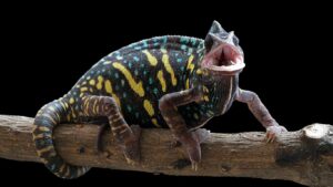 do chameleons bite