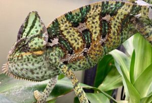 do chameleons bite