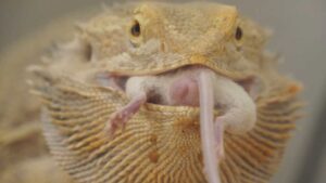 Can bearded dragons eat mice