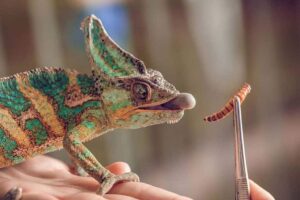 can chameleons eat mealworms
