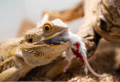 Can bearded dragons eat mice