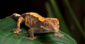 can crested geckos live together