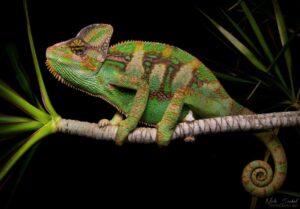 can chameleons eat mealworms