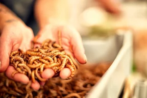 Mealworms for leopard geckos