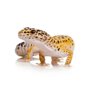 Wax worms for leopard geckos