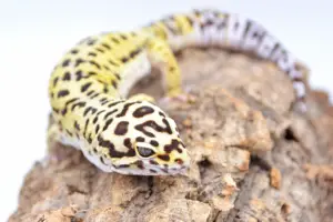 Do leopard geckos get lonely