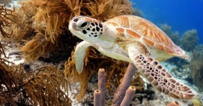 Do sea turtles have tails