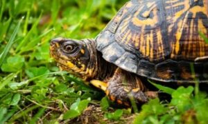 Are box turtle endangered