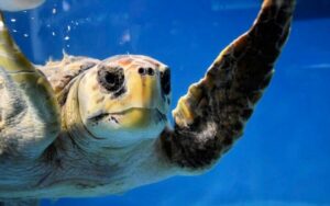Do sea turtles eat jellyfish