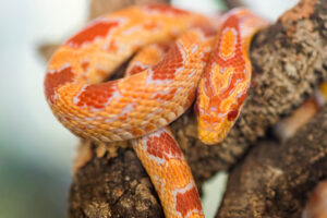 Are corn snakes nocturnal