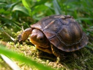 Are box turtle endangered