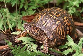 Is a box turtle a tortoise