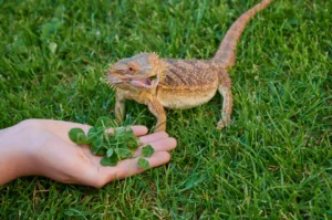 What greens can bearded dragons eat