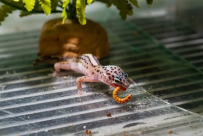 Silkworms For Leopard Geckos