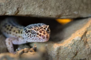 What watt uvb bulb for leopard gecko