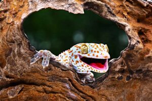 Do Leopard Geckos Have Teeth