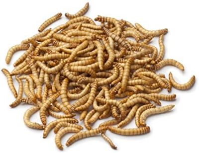 How to gut load mealworms for Leopard Geckos