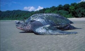 Do leatherback turtles have teeth