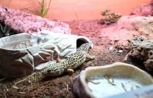 What watt uvb bulb for leopard gecko