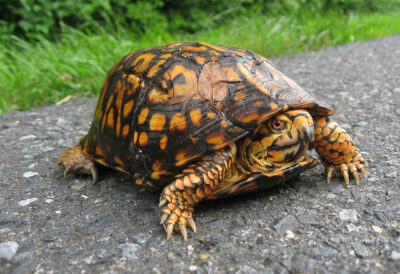 Is a box turtle a terrapin