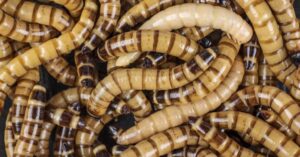 Superworms for leopard geckos