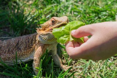 Can bearded dragon eat lettuce