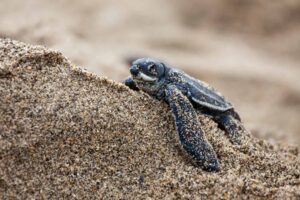 What do leatherback turtles eat