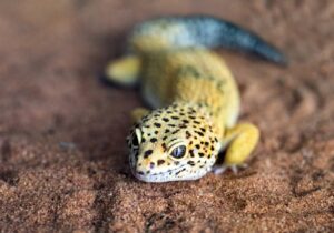 Do leopard geckos get lonely