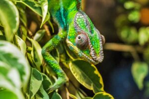 How often do chameleons eat