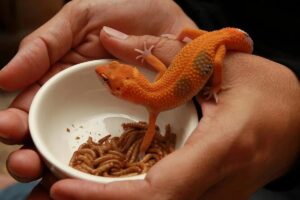 Mealworms for leopard geckos