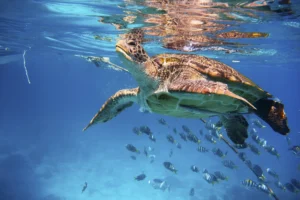 Do sea turtles eat jellyfish
